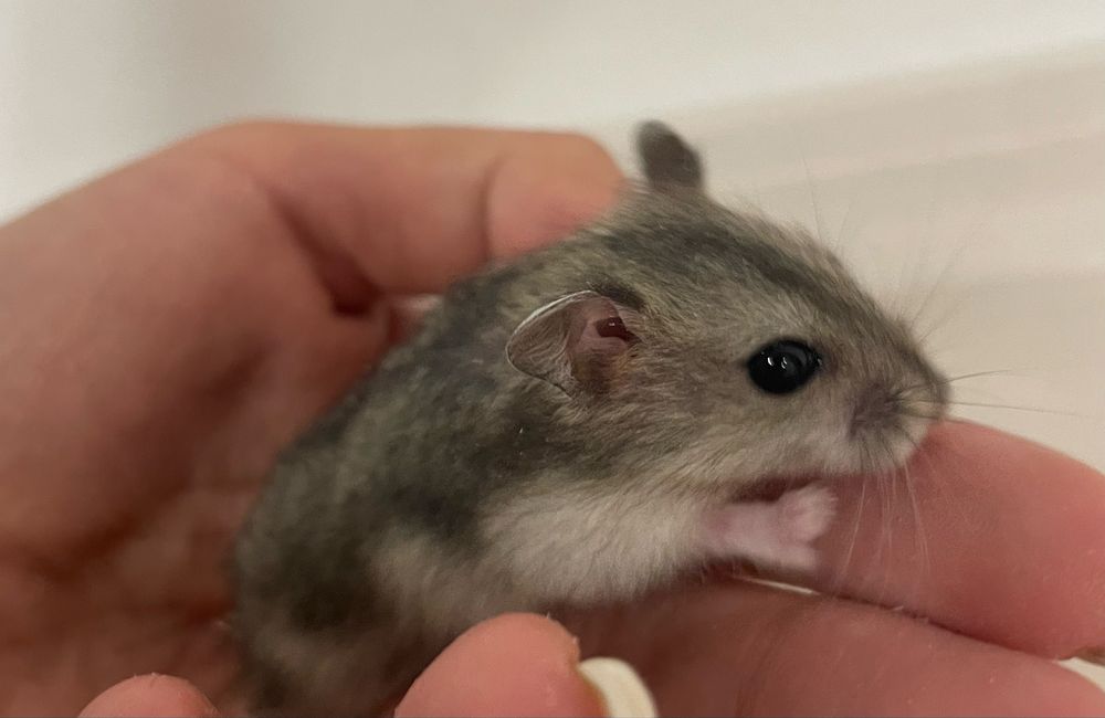 Vand pui de hamster , 2 baietei si o fetita.