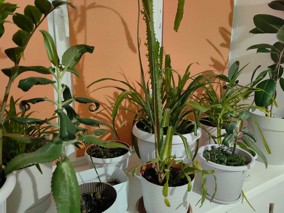 Продам комнатные цветы