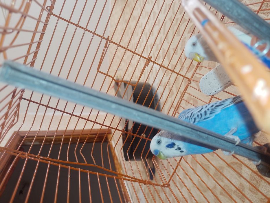 волнистые попугаи