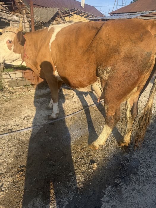 Vaca de lapte tanara