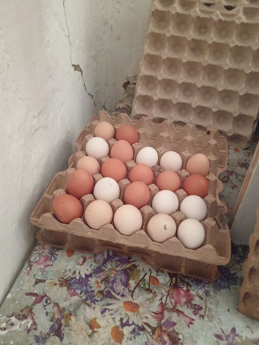Продажа домашних яиц