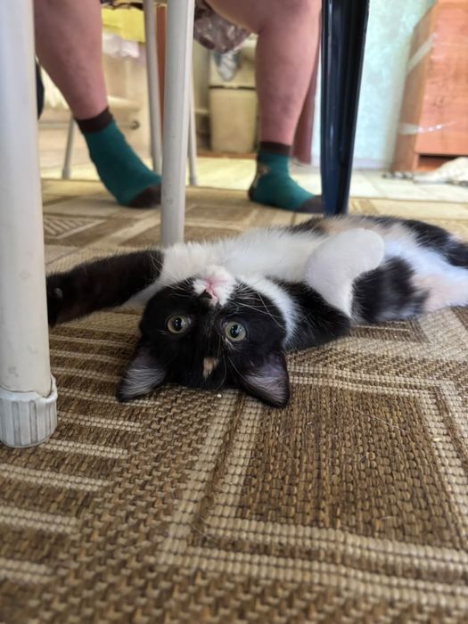 Котенок ищет свою семью