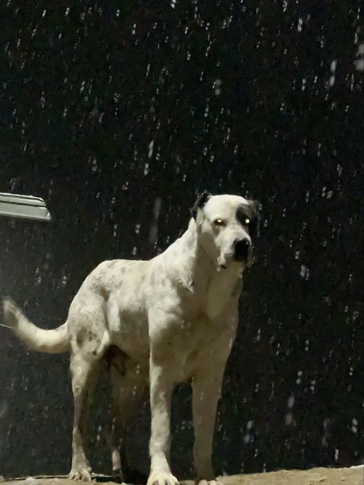 Собака алабай пропала