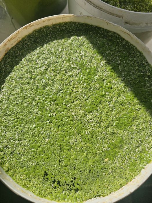 Продам растения для аквариума