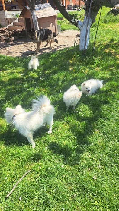 Померан/Шпиц. 2 момче / 1 момиче . 3 месец
