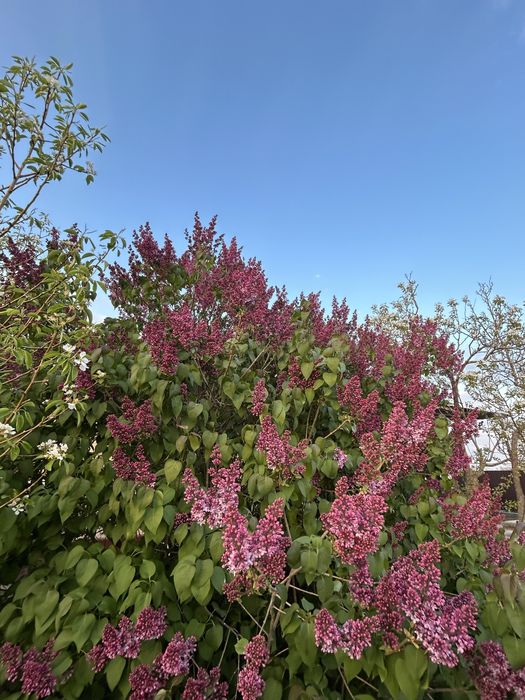 Сирень продаю срочно