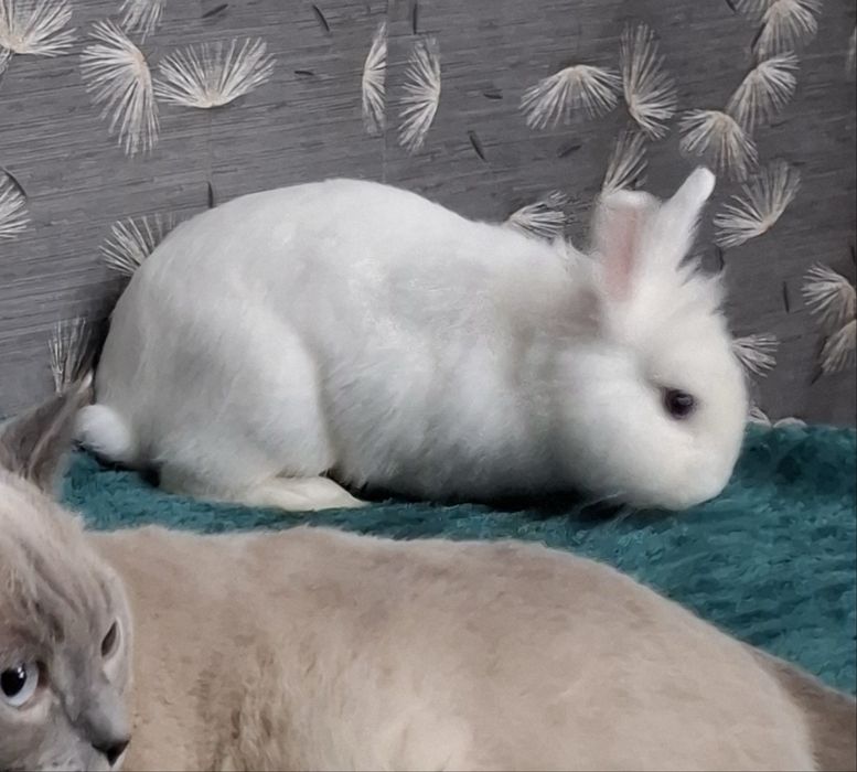 продаётся декоративный кролик