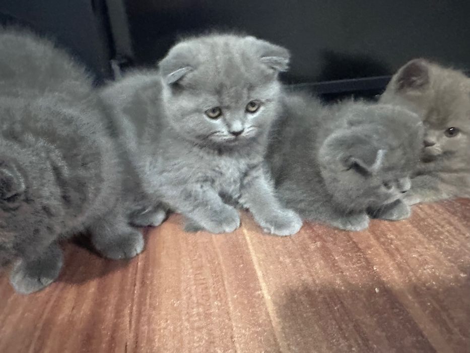 British shorthair