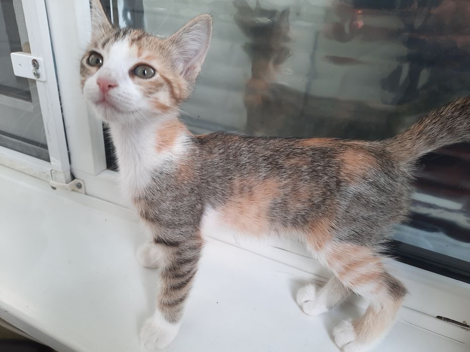 Отдам в добрые руки котят