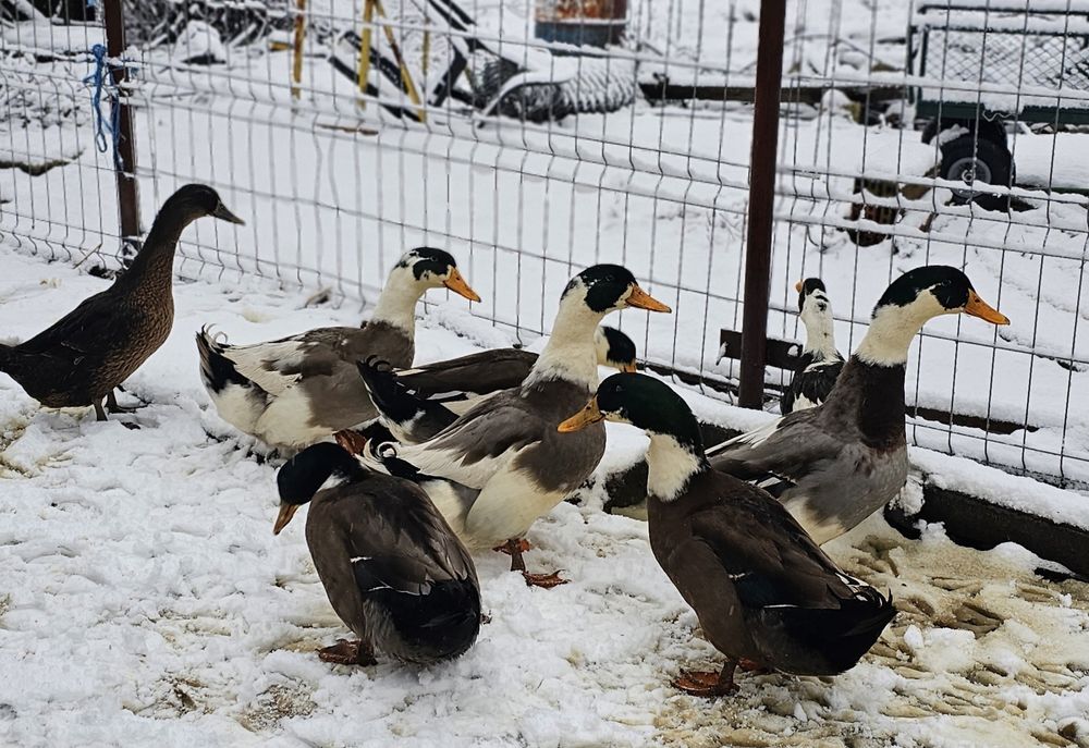 Vand ratoi romanesti