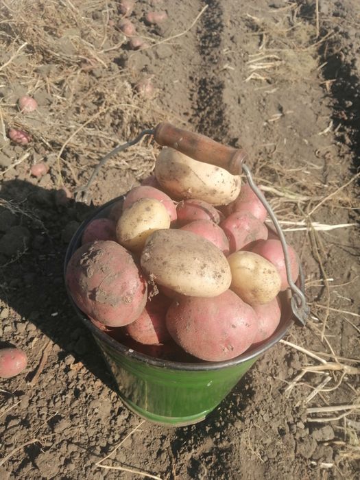 Продам  картофель едавой