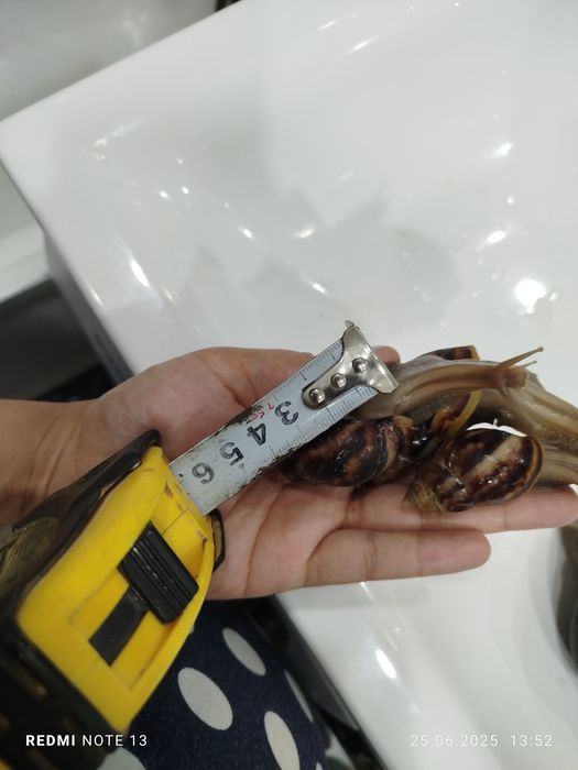 Продам улиток ахатины