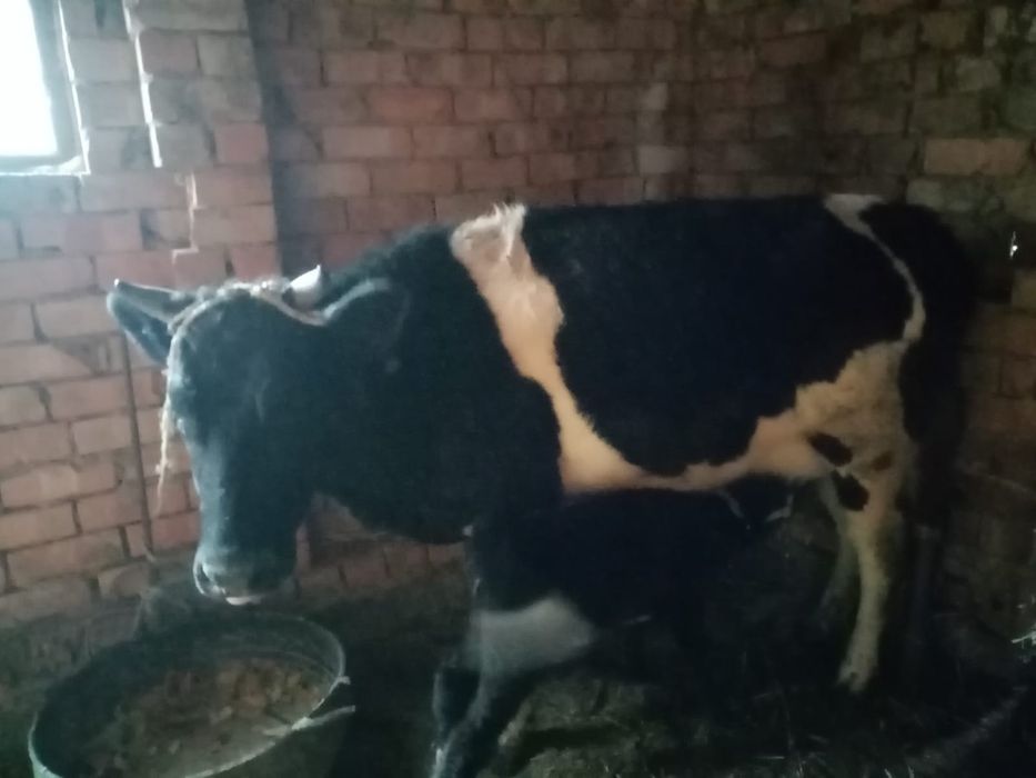 Бузаулы сиыр сатылады