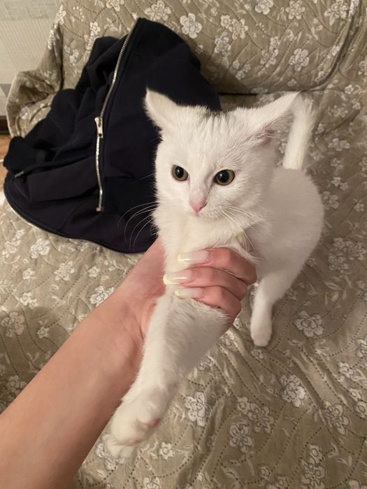 Котенок приучена к лотку