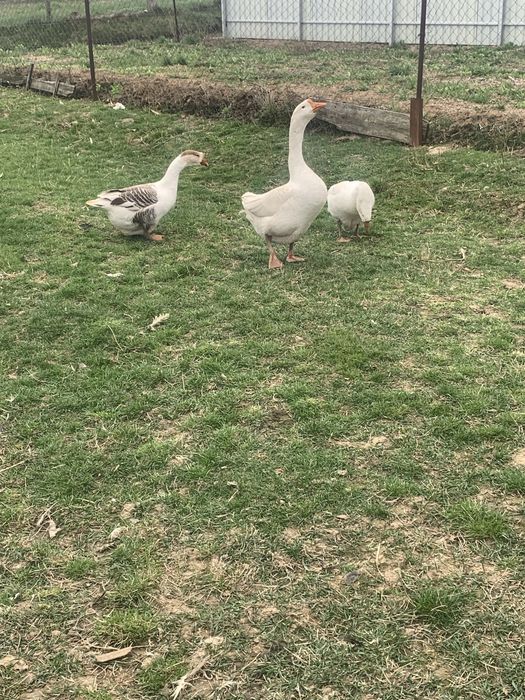 De vanzare gaste romanesti