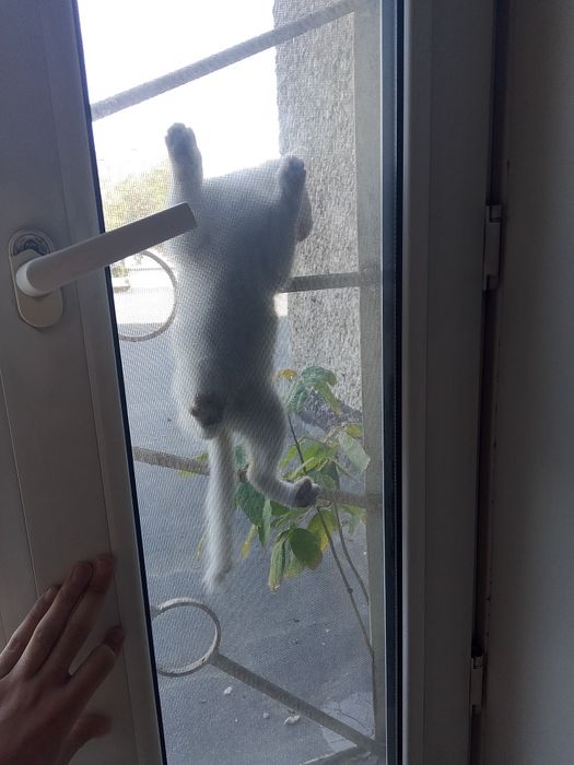 Котёнок белый отдам в добрые руки