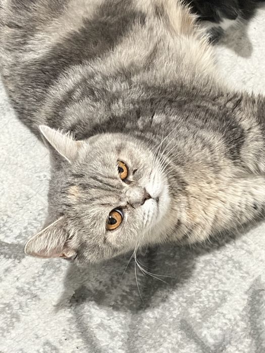 Shatlantka urğochi mushuk