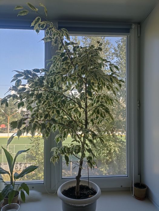 Продам Фикус Бенджамина
