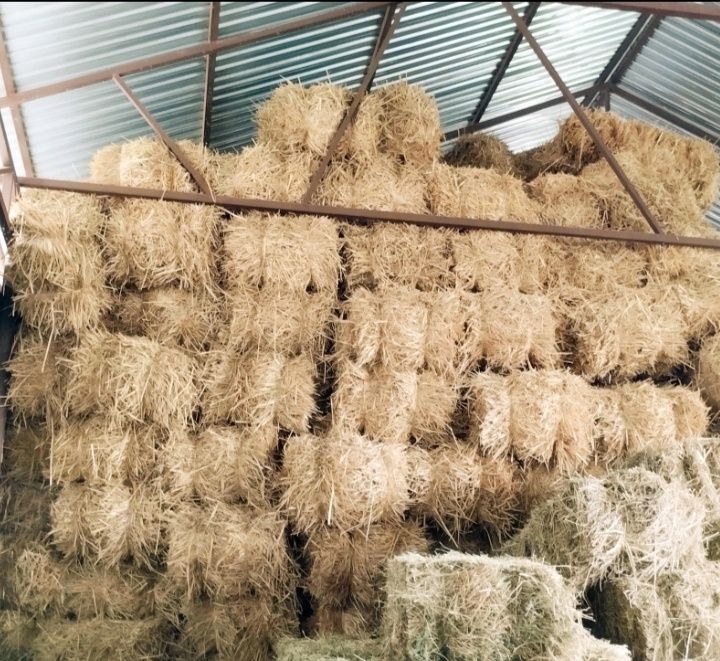 Somon press sotiladi