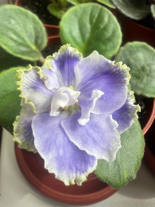 Продам фиалки разных цветов