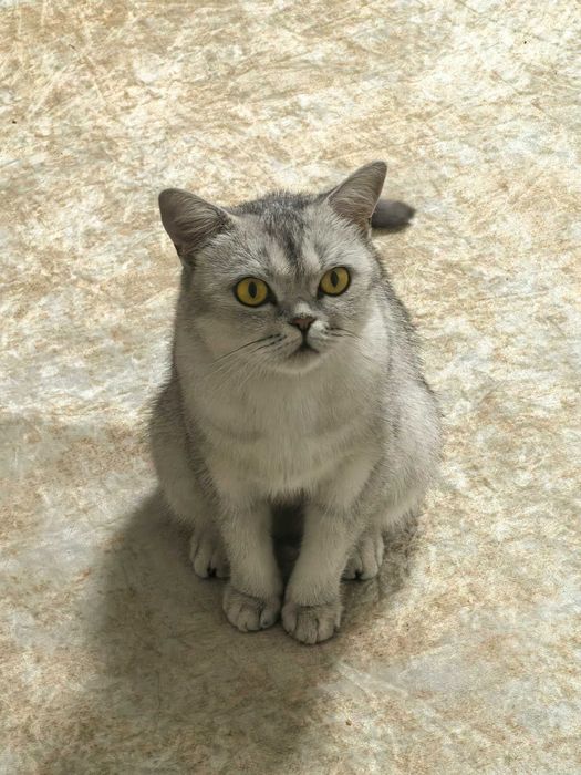 Кошка девочка британка