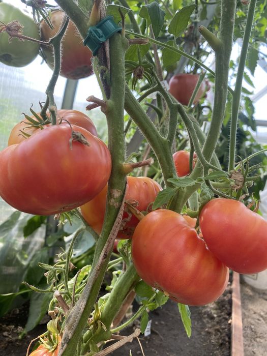 Семена помидор редкие сорта