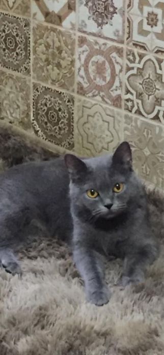 Британская голубая кошка