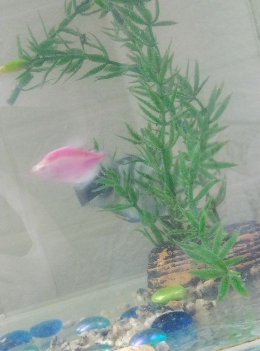 Продаю рыбку попугай