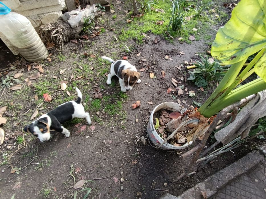 Продавам кученца Джак ръсел. Родени на13.10.2025