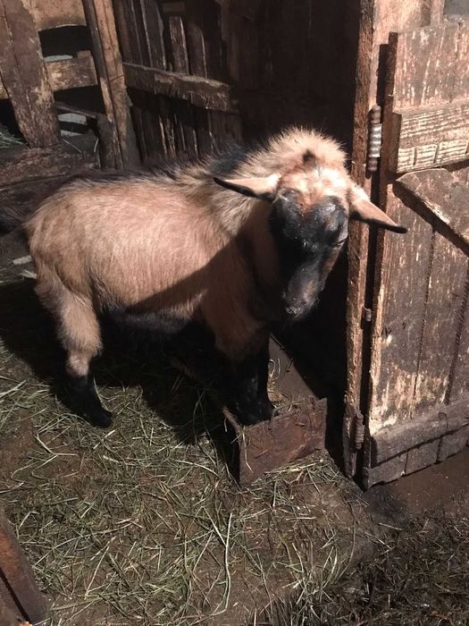 Tap de vânzare 600 lei