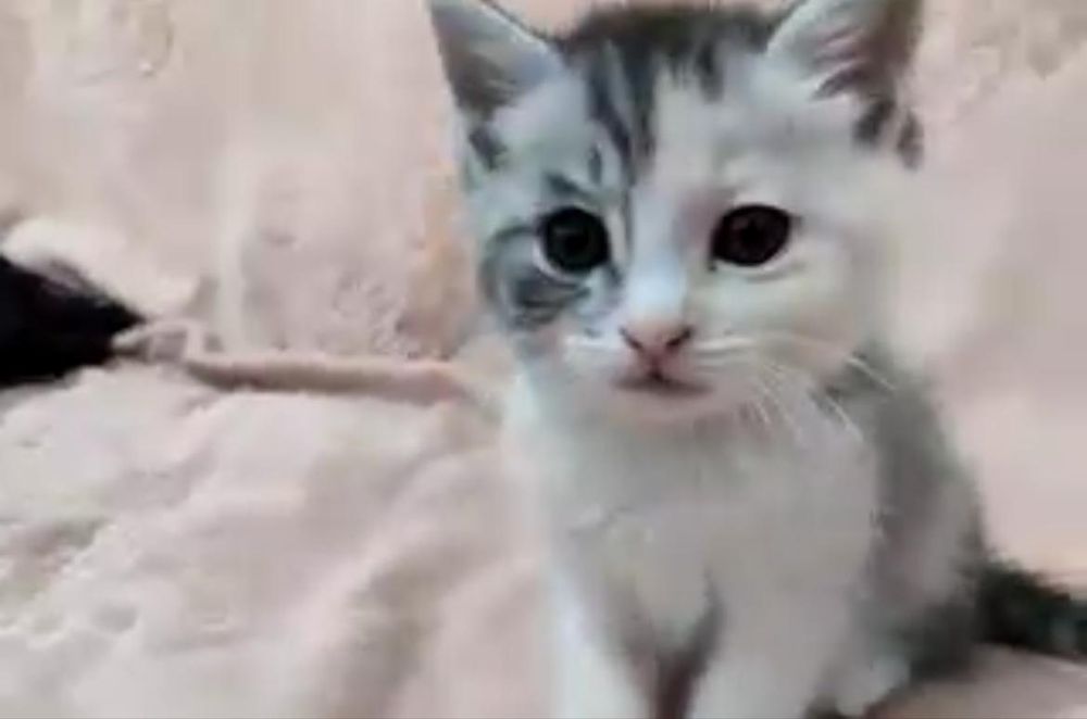 Продаю котенка. Город Алматы