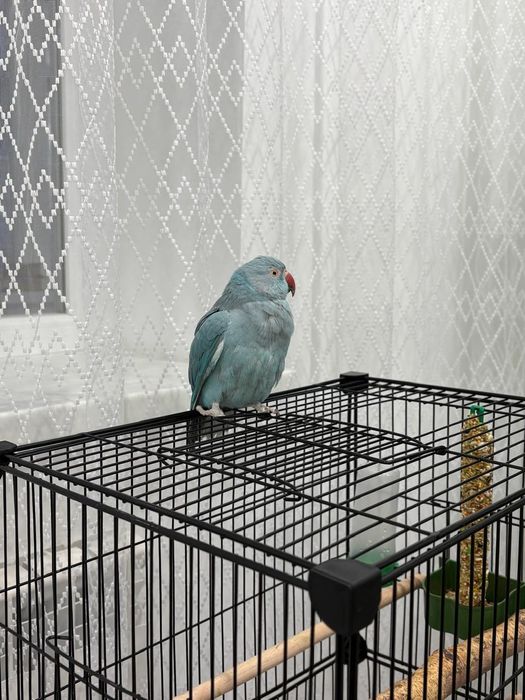 Ожереловый попугай (самка)