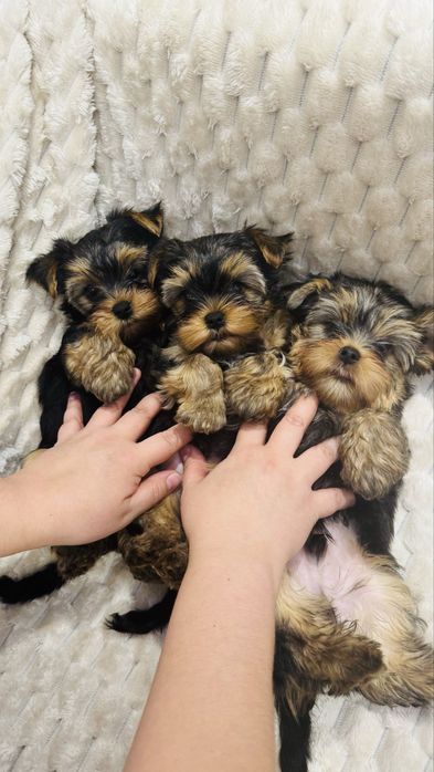 Продается породистый малыш йоркширский терьер, мальчик