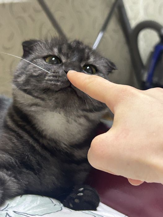 кот на вязку, ищет подружку