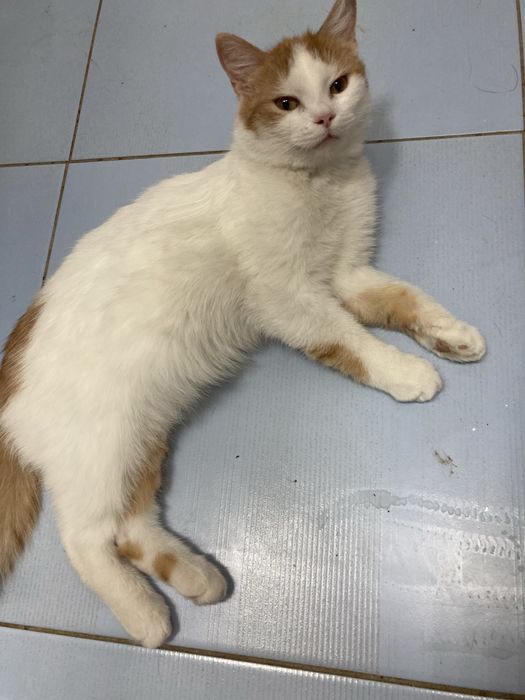 котенок кастрат, 5 месяцев