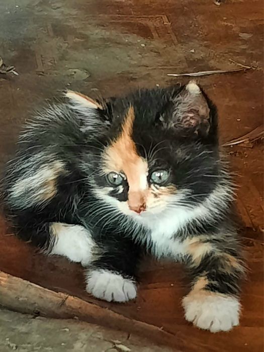 Отдам котят в добрые руки.