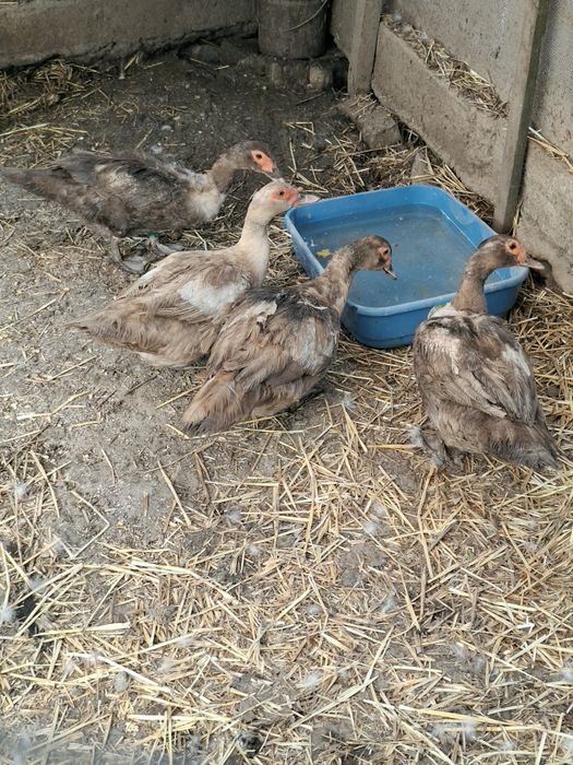 Rate leșești de vânzare