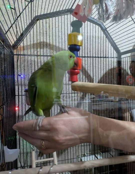 Ожереловый попугай ручные