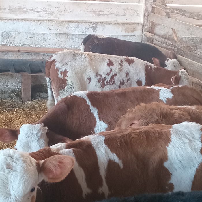 Vand 9 tauras intarcati