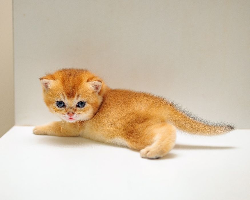 Золотая Шиншилла котята