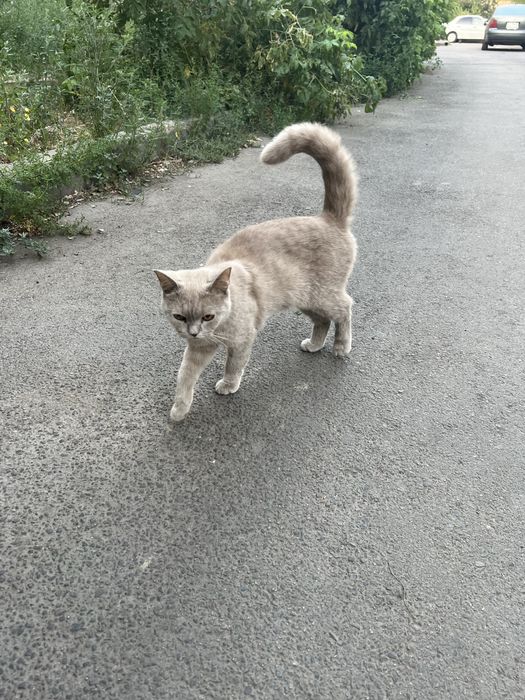 Котик породистый