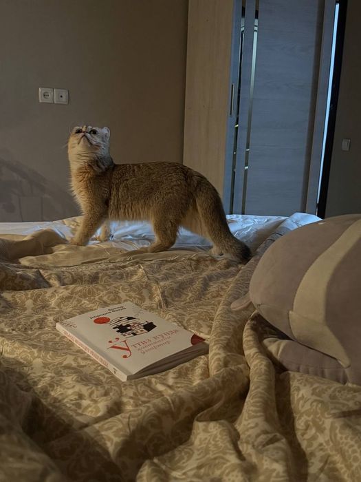 Кошка породы Scottish Straight золотого окраса(Стерилизована)