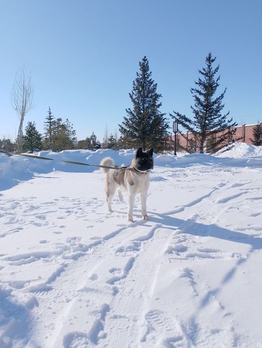 Собака породы акита