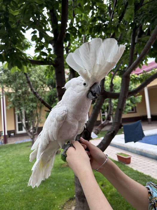 Бело хохлый Какаду сотилади.