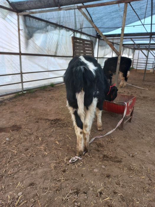 Бузок новос сотилади