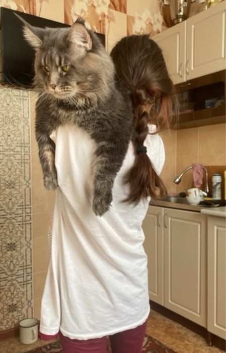 Котята мейнкуны!