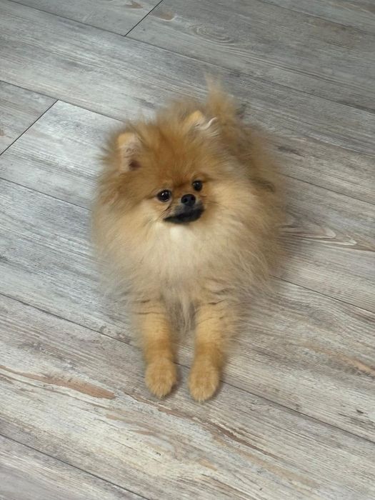 Pomeranian cu pedigree