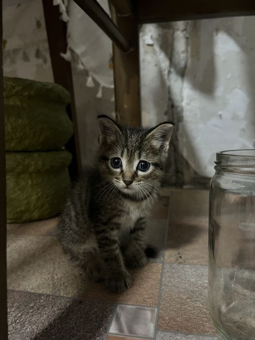 Отдам котёнка в добрые руки
