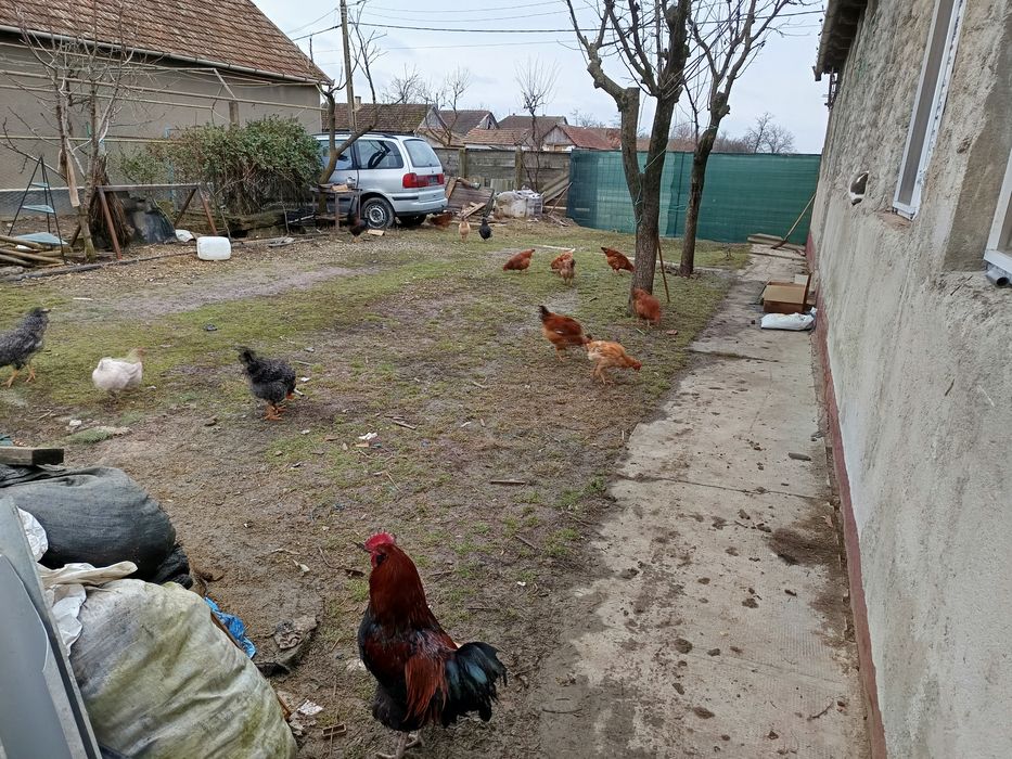 Vând cocoși tineri