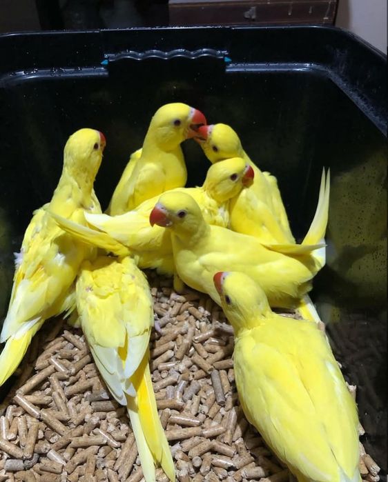 Călugări, rosella, agapornis etc. Am și crescuți la seringa.